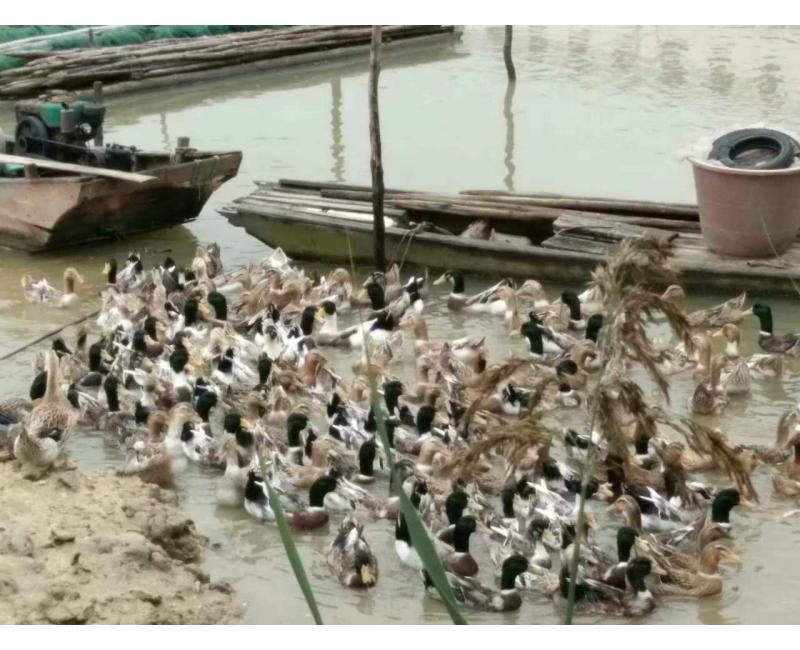 純放養(yǎng)青頭鴨、三那土雞、鳳尾菇 原生態(tài)產(chǎn)品